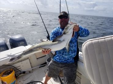 Cobia