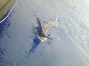 Madeira Big Game Fishing - Our Mary thumbnail