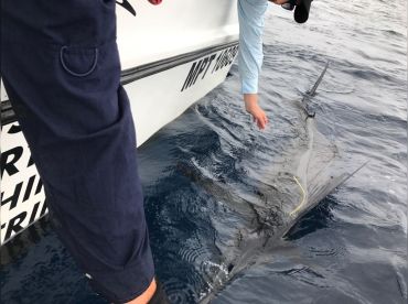 Sailfish being released