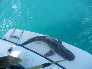 Tiger Sharks are caught in colder months