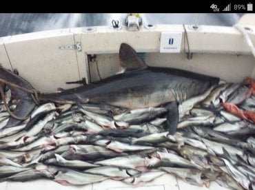 Fishbucket Sportfishing/Boston Harbor Fishing thumbnail