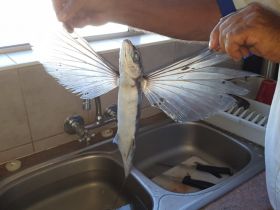 Flying Fish