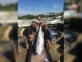Bigeye tuna