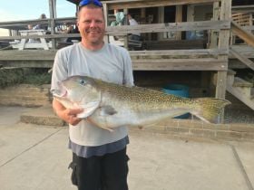 Golden tilefish 