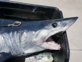 Mako shark
