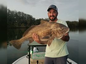Black drum