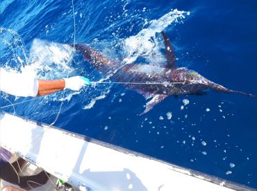 Samara Buena Vista Sportfishing