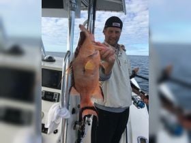 Male hogfish reef fishing