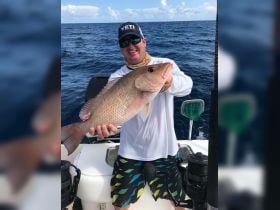Big mangrove snapper