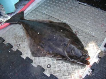 halibut