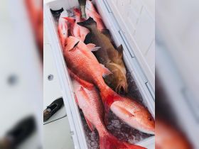 offshore red snapper 