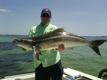Over 60 lb cobia caught on an inshore trip. Don't feel like you need to go off shore to catch big fish!