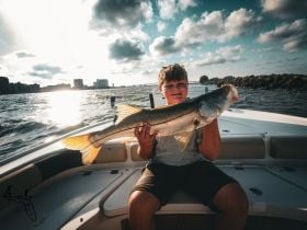 More Clearwater Snook!