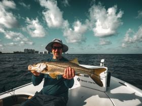 Snook action in Clearwater Beach!