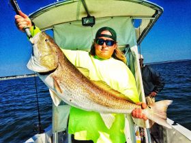 Big 40lb Bull Red 