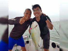 2.5kg tuskfish(parrotfish)!