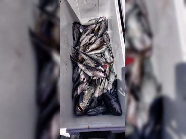 It’ll do sportfishing Margate NJ thumbnail