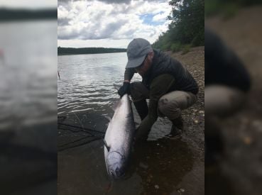 Bristol Bay King Salmon fresh from the Ocean.