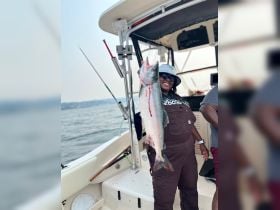 August Puget Sound Pink Salmon