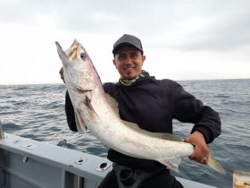 Stunning Cape Salmon / Geelbek