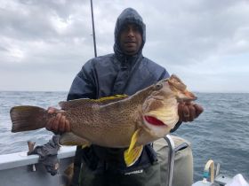 Captain Fine RockCod / Grouper