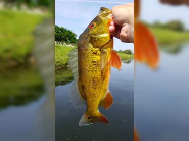 Glades Jet Bass fishing!