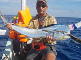 Young mahi mahi