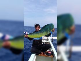 Skipper wayan