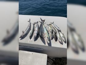 Charter Image