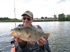 A big perch on river "De Lek", september 2019