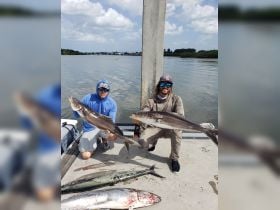 cobia fishing spring