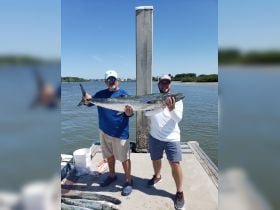 kingfish awesome summer trips