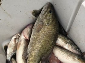 Walleye and a nice small mouth