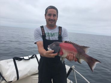 Sheepshead(Poor Man's Lobster)