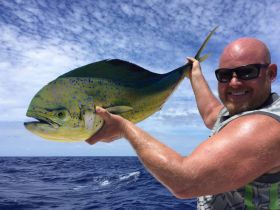 mahi mahi