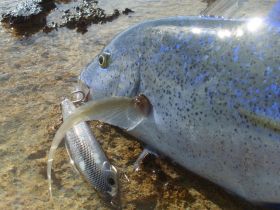 blue jack