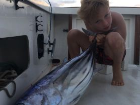 toeviri ...big bonito around 50 lbs