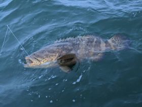 56" Goliath Grouper