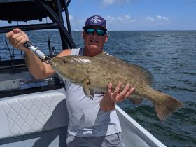 30" Gag grouper