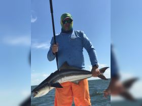 50 lb cobia caught with light spinning gear