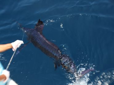 Galapagos Eco Fishing