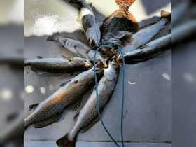 Charter Image