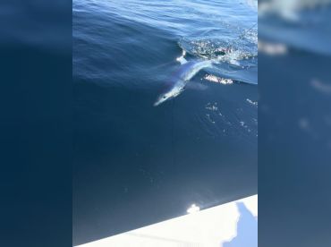 Fishy Business Sportfishing thumbnail