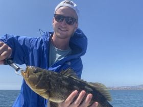 Harbor Calico