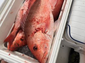 Nice cooler of snappers