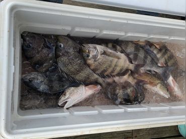 Tapped-Out Charters thumbnail