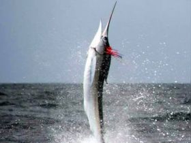 Charter Image