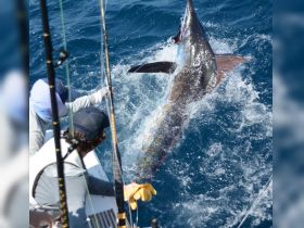 Charter Image