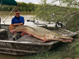 7'4 Alligator Gar (caught and released)