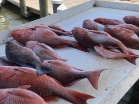 offshore Snapper